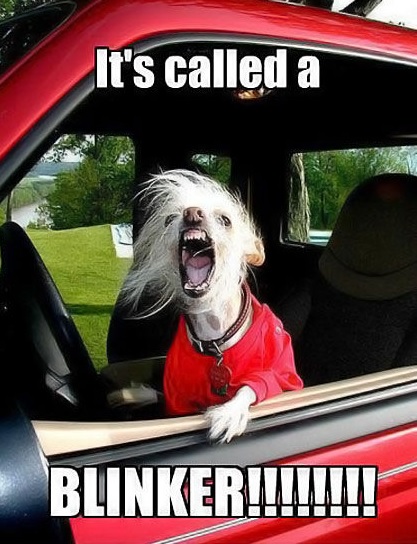 dog blinker