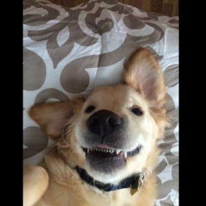 dog brace face