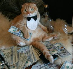 Cash-Cat
