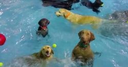 dogswimming