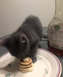 cat-pancakes