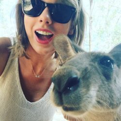 rs_600x600-151206180159-600-taylor-swift-kangaroo-mv-12615