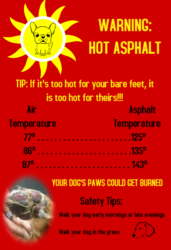 Local animal shelter says hot pavement is a burn risk for dogs