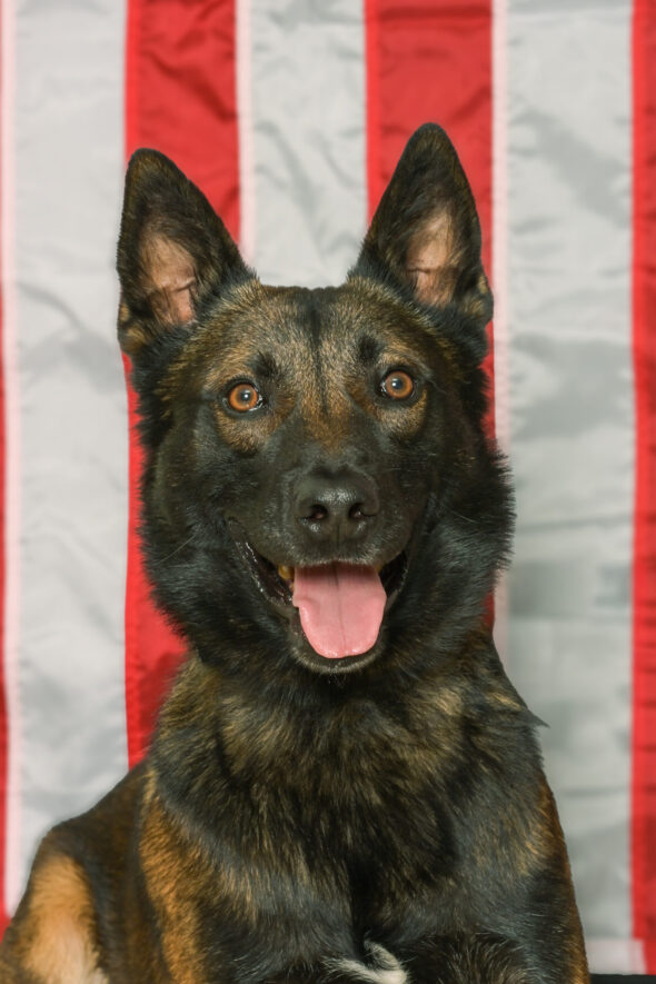 Fleeing suspect is introduced to K9 officer with Washington County, Virginia