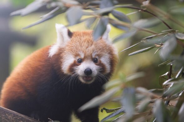 Zoo Knoxville red panda cub named after ETSU professor