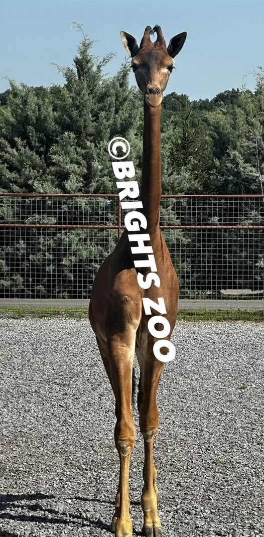 Brights Zoo announces passing of spotless giraffe, “Kipekee”