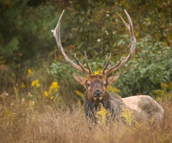 Hunters bag 4,500 of elk in annual Southwest Virginia lottery hunt