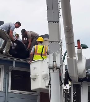 State animal experts in Gatlinburg safely tranquilize and rescue the Bubba Gump bear