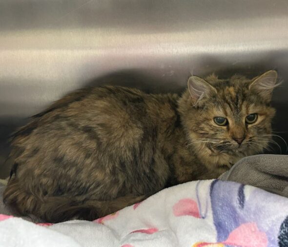 Cat recoups after frozen manhole problems in Jonesborough