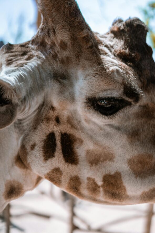 Owners of Kipkee the spotless giraffe release cause of death details