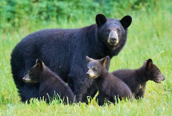 Beware of bears: Virginia game officials warn residents of increased bear sightings