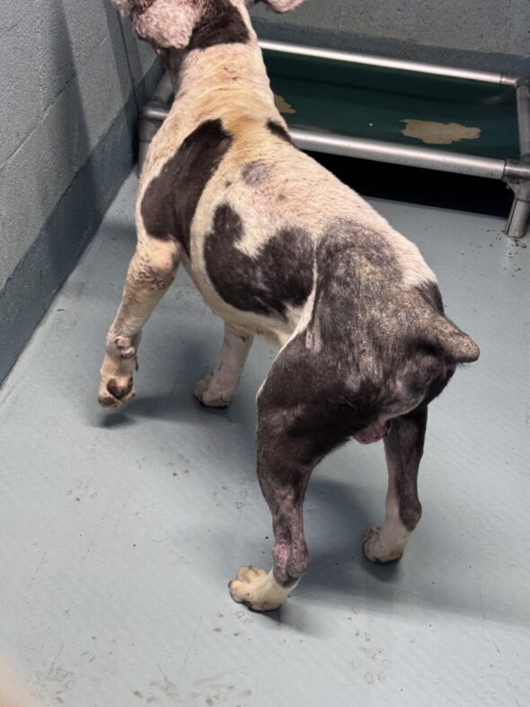 Multiple charges for Bristol woman who kept dogs in unfit conditions