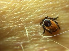 Virginia on alert as tick bite wounds continue to creep along