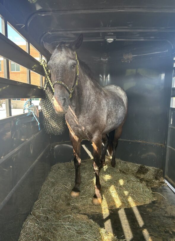 Report: Stolen Appaloosa winds up in Northeast Tennessee
