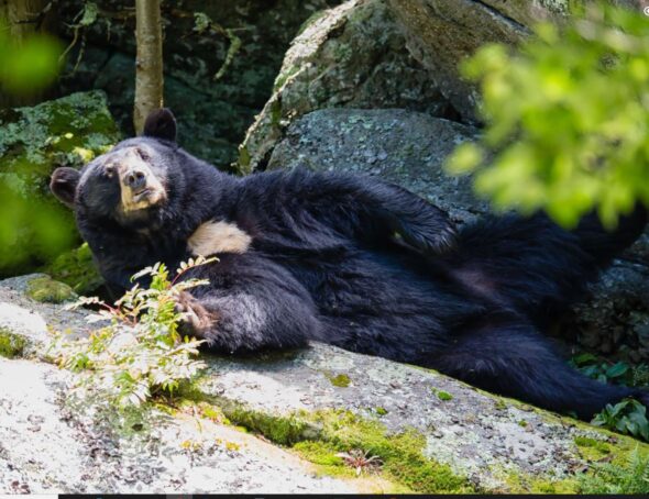 Grandfather Mountain bids farewell to Kodiak and Yonnie