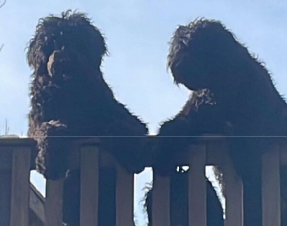 Canines reunited with owner after investigation in Sullivan County