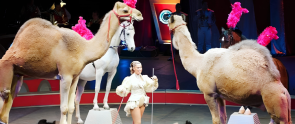 Win Tickets To The Jericho Shrine Circus At Freedom Hall