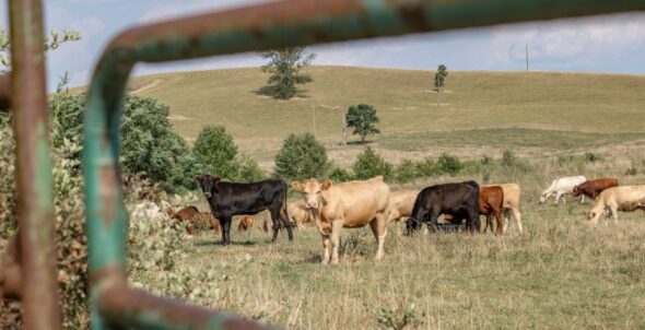 Hay shortage due to drought behind Spanberger’s state of emergency declaration