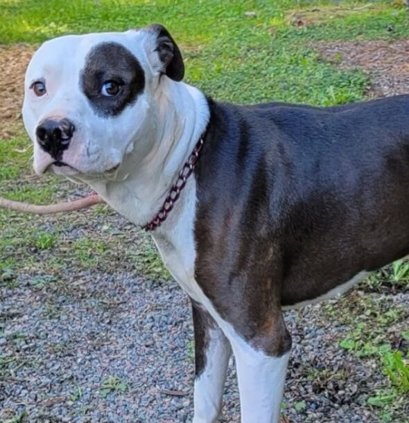Shelter honored to house canine of owner killed in Johnson County crash