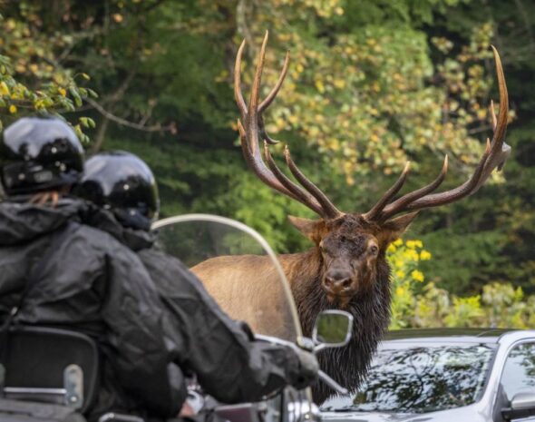 Great Smoky Mountains Park visitors injured by elk as rut season begins